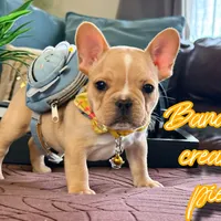 Banana cream pie, a male French Bulldog for sale in Washington, WA – Photo 5 of 7