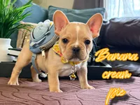 Banana cream pie, a male French Bulldog for sale in Washington, WA – Photo 5 of 7