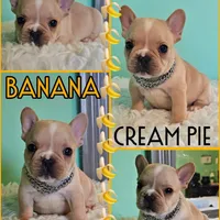 Banana cream pie, a male French Bulldog for sale in Washington, WA – Photo 2 of 7