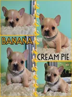 Banana cream pie, a male French Bulldog for sale in Washington, WA – Photo 2 of 7