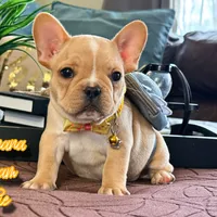 Banana cream pie, a male French Bulldog for sale in Washington, WA – Photo 7 of 7