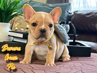 Banana cream pie, a male French Bulldog for sale in Washington, WA – Photo 7 of 7