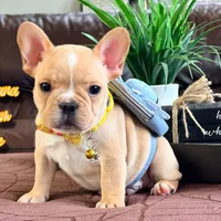 Banana cream pie, a male French Bulldog for sale in Washington, WA – Photo 3 of 7