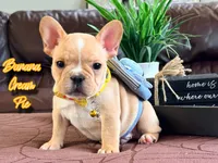 Banana cream pie, a male French Bulldog for sale in Washington, WA – Photo 3 of 7
