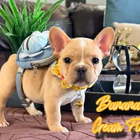 Banana cream pie, a male French Bulldog for sale in Washington, WA – Photo 1 of 7