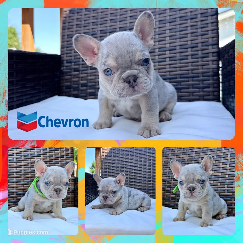 Chevron  – French Bulldog puppy for sale in Washington, WA