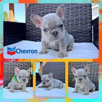 Chevron , a male French Bulldog for sale in Washington, WA – 1 of 8