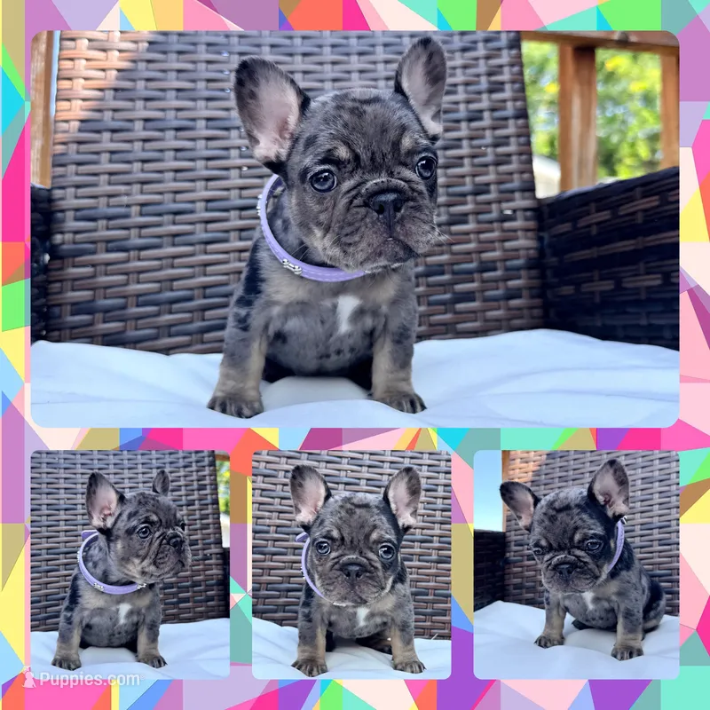 Loves  – French Bulldog puppy for sale in Washington, WA