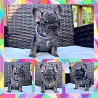 Loves , a female French Bulldog for sale in Washington, WA – 1 of 8