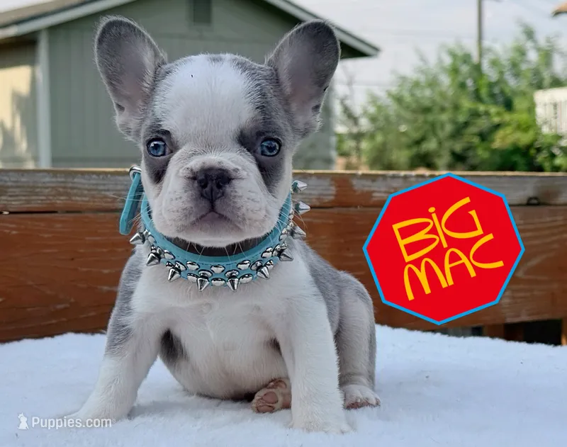 Big mac  – French Bulldog puppy for sale in Washington, WA