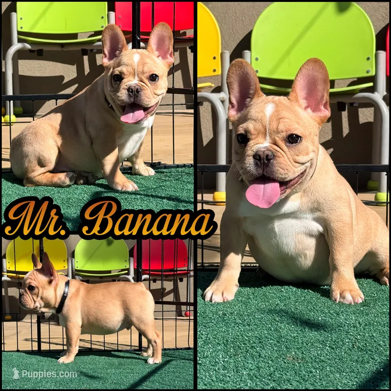 Mr banana  – French Bulldog puppy for sale in Washington, WA