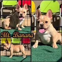 Mr banana , a male French Bulldog for sale in Washington, WA – 1 of 1