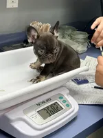 Pilot , a male French Bulldog for sale in Washington, WA – 3 of 9