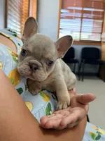 Chevron , a male French Bulldog for sale in Washington, WA – 2 of 8