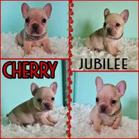 Cherry Jubilee, a female French Bulldog for sale in Washington, WA – Photo 6 of 6