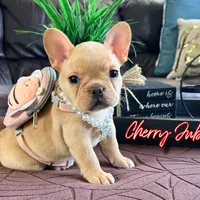 Cherry Jubilee, a female French Bulldog for sale in Washington, WA – Photo 3 of 6