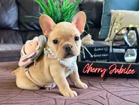 Cherry Jubilee, a female French Bulldog for sale in Washington, WA – Photo 3 of 6