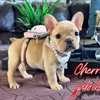 Cherry Jubilee, a female French Bulldog for sale in Washington, WA – Photo 1 of 6