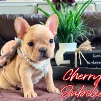 Cherry Jubilee, a female French Bulldog for sale in Washington, WA – Photo 4 of 6