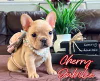 Cherry Jubilee, a female French Bulldog for sale in Washington, WA – Photo 4 of 6