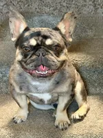 Pilot , a male French Bulldog for sale in Washington, WA – 9 of 9
