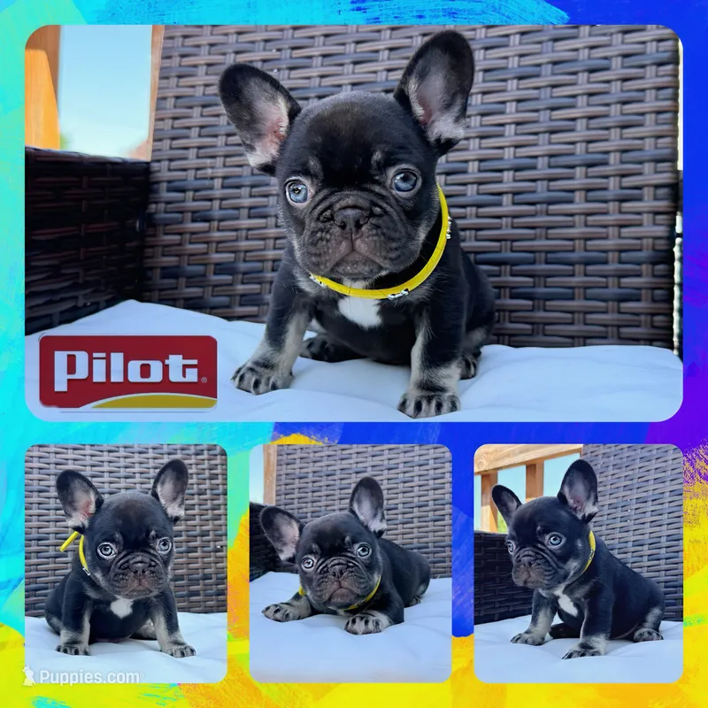 Pilot  – French Bulldog puppy for sale in Washington, WA