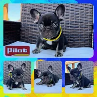 Pilot , a male French Bulldog for sale in Washington, WA – 1 of 9