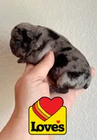 Loves , a female French Bulldog for sale in Washington, WA – 1 of 1