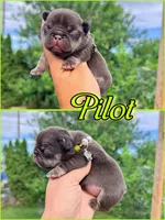 Pilot , a male French Bulldog for sale in Washington, WA – 4 of 9