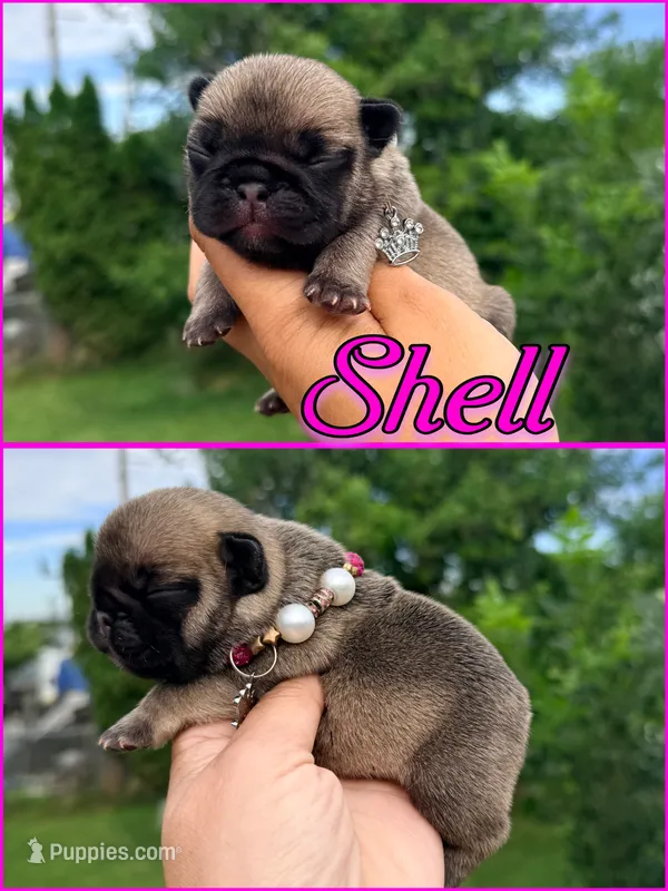 Shell – French Bulldog puppy for sale in Washington, WA