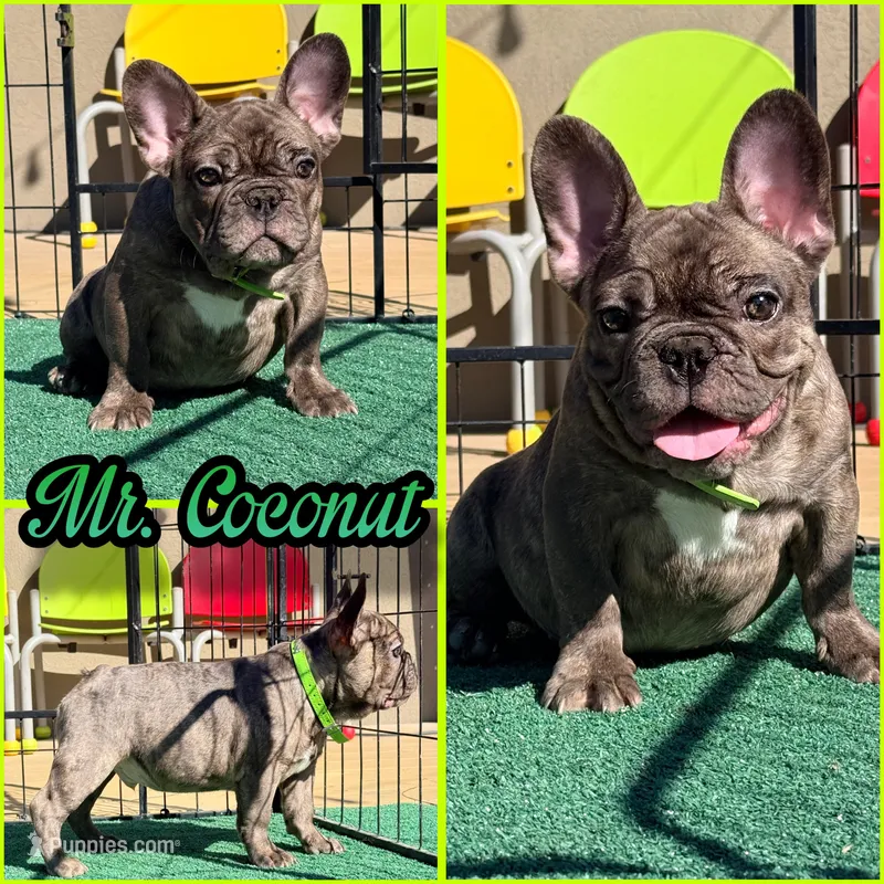 Mr . Coconut  – French Bulldog puppy for sale in Washington, WA