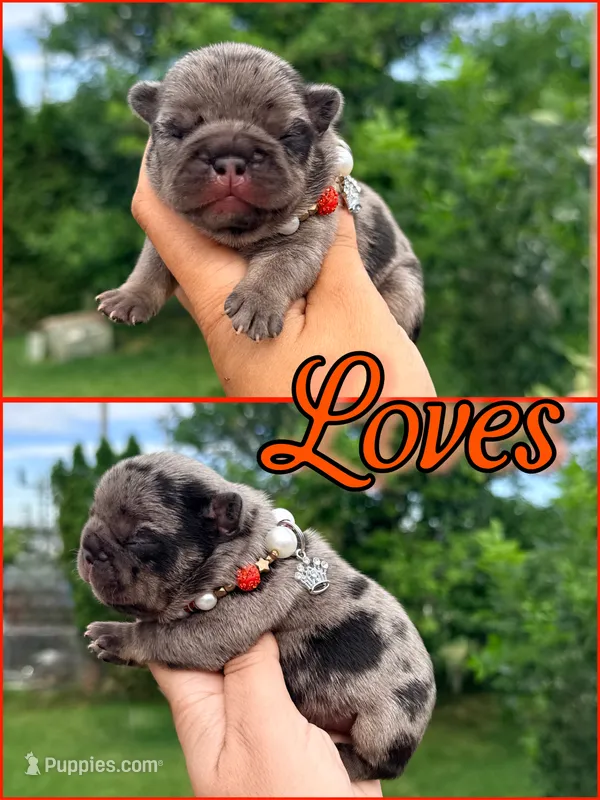 Loves  – French Bulldog puppy for sale in Washington, WA
