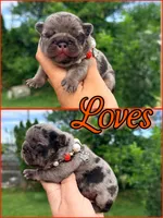 Loves , a female French Bulldog for sale in Washington, WA – 4 of 8