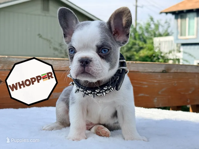 whopper  – French Bulldog puppy for sale in Washington, WA
