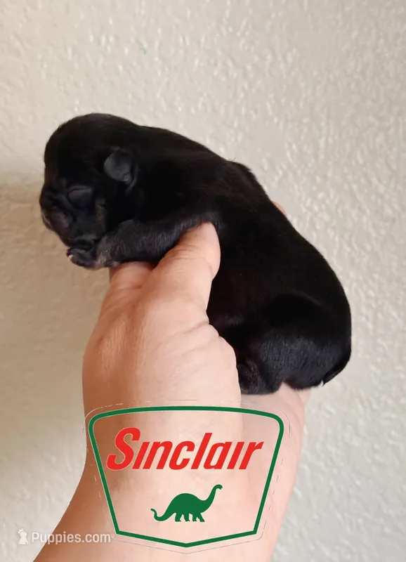 Sinclair  – French Bulldog puppy for sale in Washington, WA