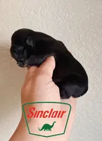 Sinclair , a female French Bulldog for sale in Washington, WA – 1 of 1