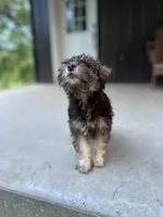 Penny, a female Miniature Schnauzer for sale in Farmville, VA – 2 of 2