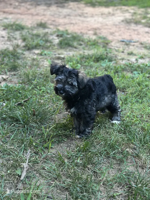 Ellie Mae – Miniature Schnauzer puppy for sale in Farmville, VA