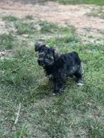 Ellie Mae, a female Miniature Schnauzer for sale in Farmville, VA – 1 of 2