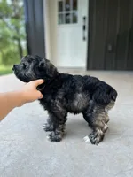 Ellie Mae, a female Miniature Schnauzer for sale in Farmville, VA – 2 of 2