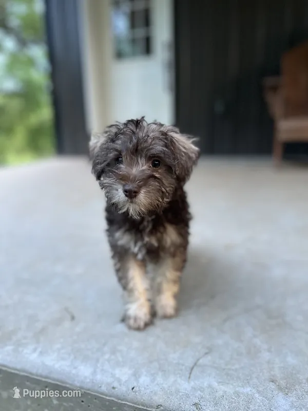 Penny – Miniature Schnauzer puppy for sale in Farmville, VA