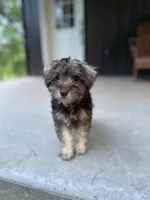Penny, a female Miniature Schnauzer for sale in Farmville, VA – 1 of 2