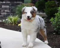 Victor, a male Miniature American Shepherd for sale in Millersburg, OH – Photo 2 of 3