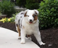 Victor, a male Miniature American Shepherd for sale in Millersburg, OH – Photo 3 of 3