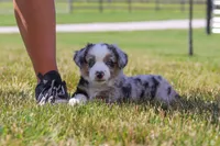 Callie, a female Miniature Australian Shepherd for sale in Millersburg, OH – 2 of 8