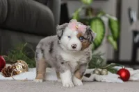 Abby, a female Miniature Australian Shepherd for sale in Millersburg, OH – Photo 3 of 5