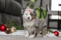 Abby, a female Miniature Australian Shepherd for sale in Millersburg, OH – Photo 1 of 5