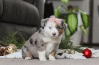 Abby, a female Miniature Australian Shepherd for sale in Millersburg, OH – Photo 4 of 5