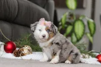 Abby, a female Miniature Australian Shepherd for sale in Millersburg, OH – Photo 2 of 5