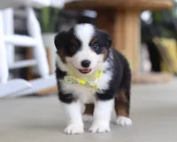 Zeke, a male Australian Shepherd for sale in Millersburg, OH – Photo 7 of 8